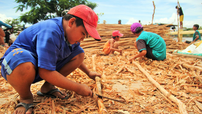 Ăn theo mùa nước nổi, em Phương Nam (12 tuổi, xã Vĩnh Hội Đông, huyện An Phú, tỉnh An Giang) cũng tranh thủ đi chuốt cây tràm mướn, mỗi ngày kiếm được 40.000 đồng – 50.000 đồng - Ảnh: MẬU TRƯỜNG