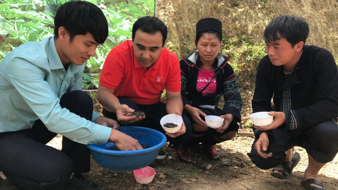 MC Quyền Linh (áo đỏ) và cán bộ kỹ thuật của Công ty TNHH MTV Traphaco Sa Pa trao đổi với người trồng actiso ở xã Sa Pả về cách ngâm và chọn hạt giống