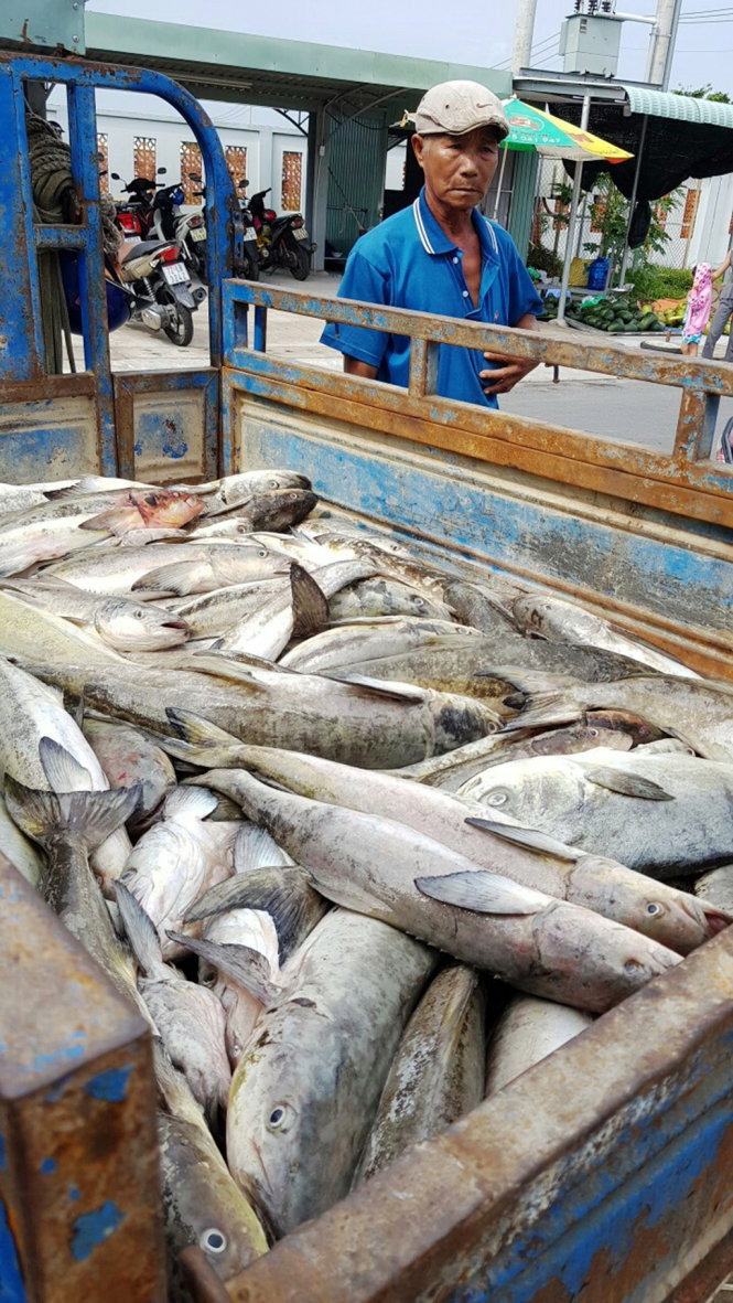 Cá nuôi bè của ngư dân sông Chà Và, xã Long Sơn bị chết trong những ngày qua - Ảnh ngư dân cung cấp