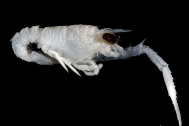 Một loài giáp xác họ tôm được khám phá ở biển Nam Úc - Ảnh: Museum Victoria