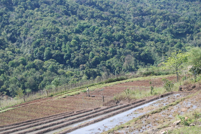Một góc núi rừng Ngọc Lây, nơi bà con trồng cây sâm đương quy Ảnh: H.V.M.