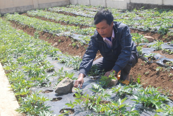 Kỹ thuật trồng cây sâm đương quy Nhật Bản làm thuốc  Y Dược Học Việt Nam