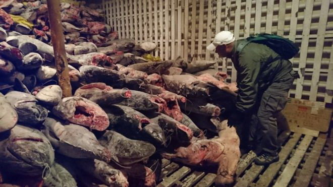 Bức hình do nhà chức trách Ecuador công bố cho thấy rất nhiều cá mập bị đánh bắt trên chiếc tàu Trung Quốc