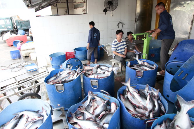 Chăn nuôi, chế biến cá tra VN sẽ thay đổi, đáp ứng nhiều chỉ tiêu khắt khe hơn. Trong ảnh: tại một cơ sở thu mua chế biến cá tra ở ĐBSCL  - Ảnh: CHÍ QUỐC
