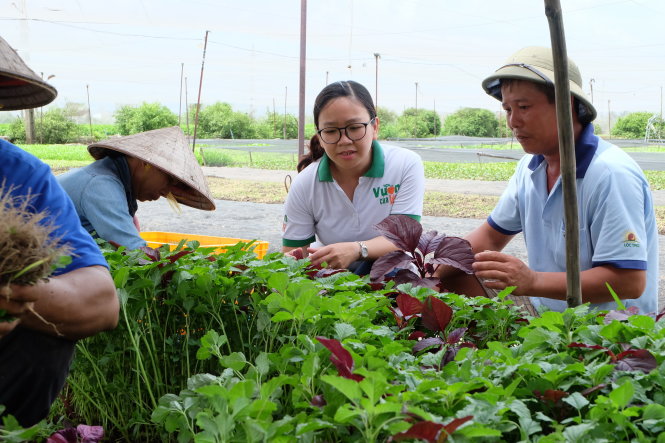Chị Bùi Thị Kim Thoa trò chuyện với anh Trần Văn Lượng về mẻ rau dền đang thu hoạch - Ảnh: VŨ THỦY