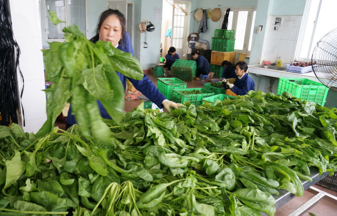 Thu hoạch rau lá tại Đà Lạt - Ảnh: M.VINH