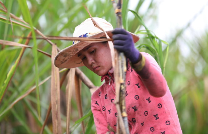 Công nhân nữ tham gia thu hoạch mía khi đến mùa - Ảnh: HỮU KHOA