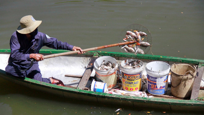 Công nhân vớt cá chết trên sông Phú Lộc - Ảnh: ĐOÀN CƯỜNG