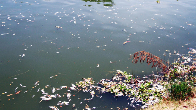 Ảnh 5: Người dân địa phương sống dọc sông Phú Lộc cho biết họ rất bức xúc vì cá chết bốc mùi hôi thối nhưng việc xử lý chậm trễ - Ảnh: ĐOÀN CƯỜNG