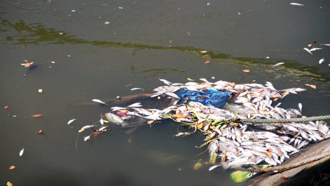 Ảnh 4: Cá chết bốc mùi hôi thối dọc theo tuyến đường ven sông Phú Lộc - Ảnh: ĐOÀN CƯỜNG
