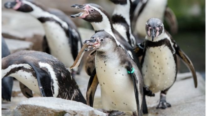 Các chú chim cánh cụt Humboldt - Ảnh: AFP