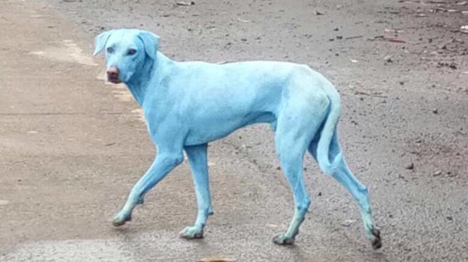 Những con chó sống gần nhà máy xả thải chưa qua xử lý bị nhuộm xanh - Ảnh: từ Facebook