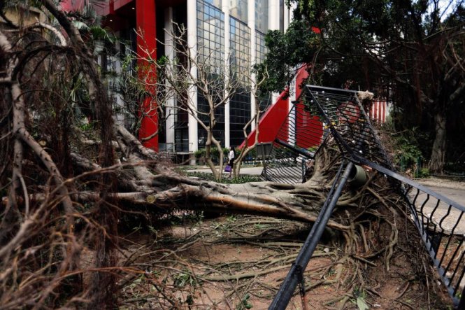 Cây bật rễ trong bão Hato - Ảnh: Reuters