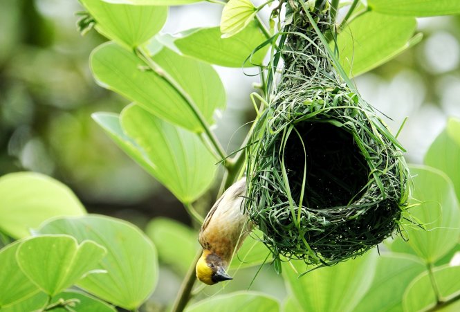Những Chiếc Tổ Chim Độc Lạ Nhất Quả Đất | The Most Beautiful Bird's Nest In  The World - YouTube