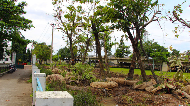 Cây xanh tại công viên Tầm Vu (Q.Bình Thạnh, TP.HCM) đã được đào gốc, tỉa cành để chuyển về Thảo cầm viên - Ảnh: THU TRANG
