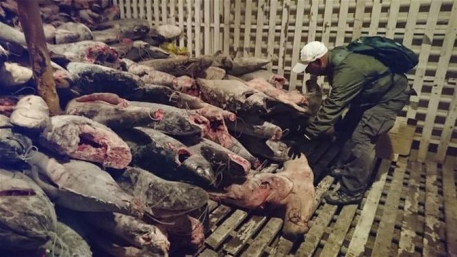 Một nhà chức trách Ecuador đang kiểm tra số cá mập bị bắt và xả thịt trên tàu cá Trung Quốc - Ảnh: GALAPAGOS NATIONAL PARK/AP