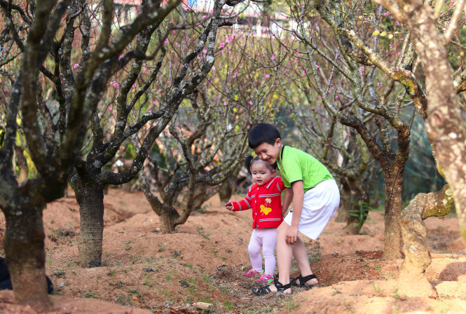 Hàng ngàn gốc đào khoe sắc ở thung lũng hoa đào Mười Lời (P.4, TP Đà Lạt, tỉnh Lâm Đồng). Ở đây có những cây đào Nhật Tân được cố nghệ nhân Mười Lời ghép với mai anh đào tạo nên loài cây độc đáo. Ảnh: MAI VINH