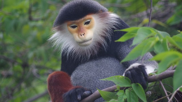 Tiếng của rừng