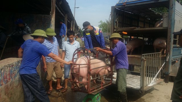 Vào chợ lợn lớn nhất miền Bắc