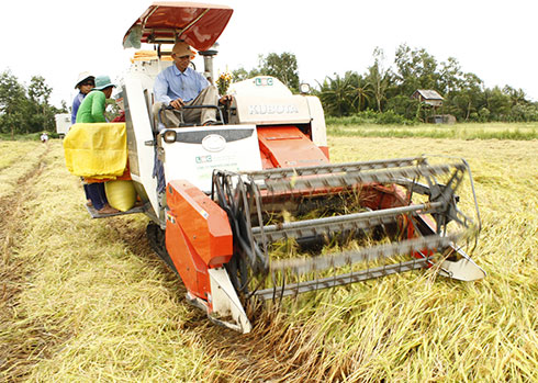 Lượng vốn đầu tư vào khu vực nông nghiệp nông thôn còn khá khiêm tốn nên người dân ĐBSCL chưa hưởng lợi được nhiều. Trong ảnh: vùng sản xuất lúa tại huyện Hòa Bình,  Bạc Liêu - Ảnh: Chí Quốc