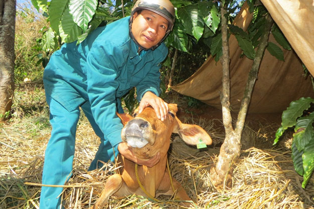 Một con bò của người dân tại xã Đắk R’tih, huyện Tuy Đức mắc bệnh lở mồm long móng- Ảnh: Yến Thanh