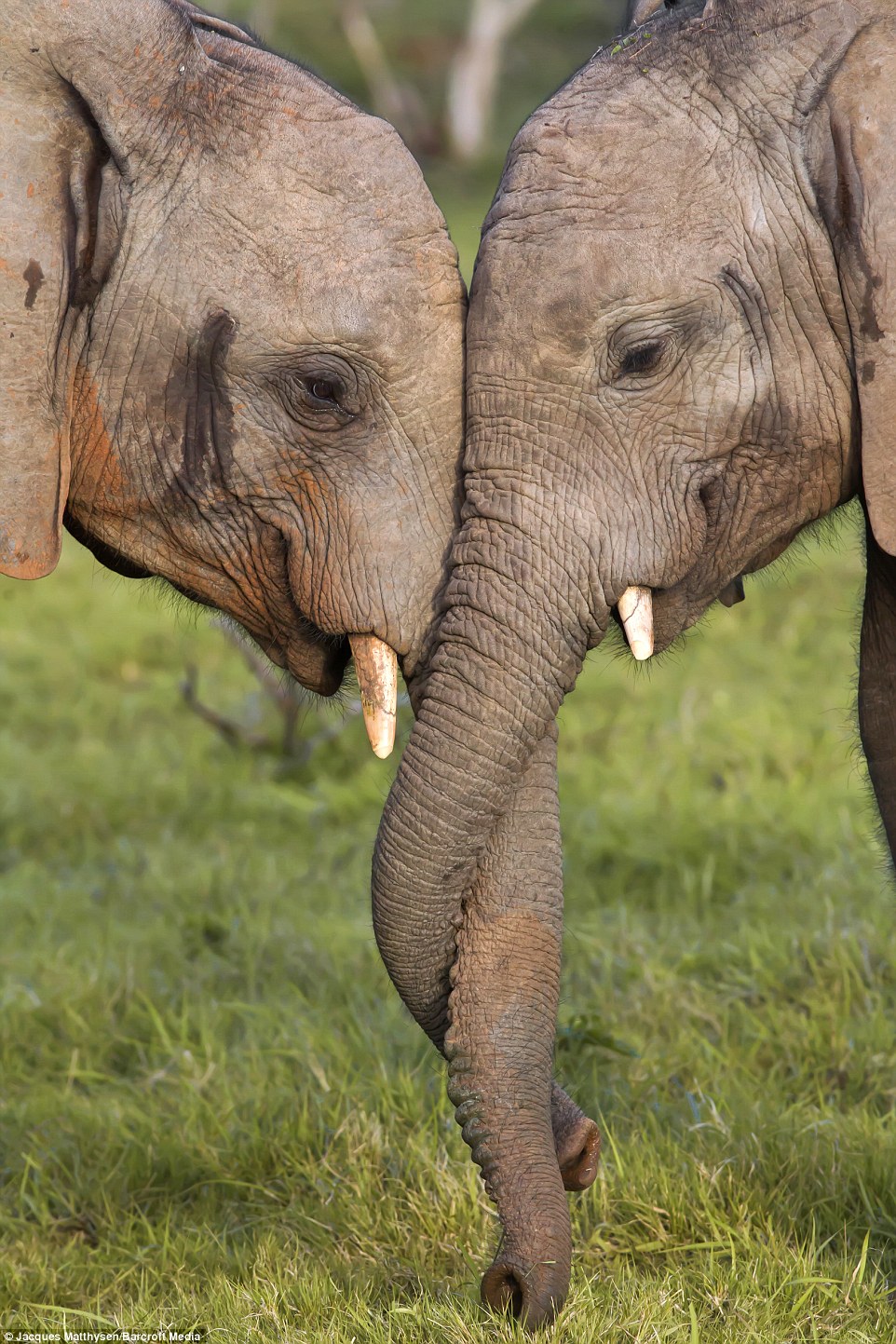 Nhiếp ảnh gia Jacques Matthysen cho biết hai chú voi đan vòi của chúng lại như cách con người nắm tay nhau, trông rất tình cảm