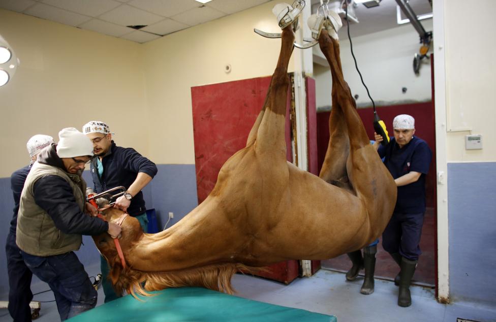 Một con ngựa đua được treo lên trước khi được phẫu thuật tại bệnh viện Veliefendi dành cho ngựa ở Istanbul, Thổ Nhĩ Kỳ ngày 3-3-2015. Bệnh viện hiện đại chăm sóc cho hàng trăm con ngựa đua tại trường đua Veliefendi ở Istanbul này được điều hành bởi câu lạc bộ Jockey Club of Turkey. Đây là bệnh viện cho ngựa lớn nhất và lâu đời nhấtở Thổ Nhĩ Kỳ. Các nài ngựa và huấn luyện viên làm việc với các bác sĩ thú ý và y tá tại bệnh viện để chăm sóc cho các “bệnh nhân”, trong khi chủ sở của các chú ngựa hy vọng những con ngựa chiến trị giá hàng trăm ngàn đô la của họ sẽ hồi phục nhanh chóng và chạy nhanh hơn - Ảnh: Murad Sezer