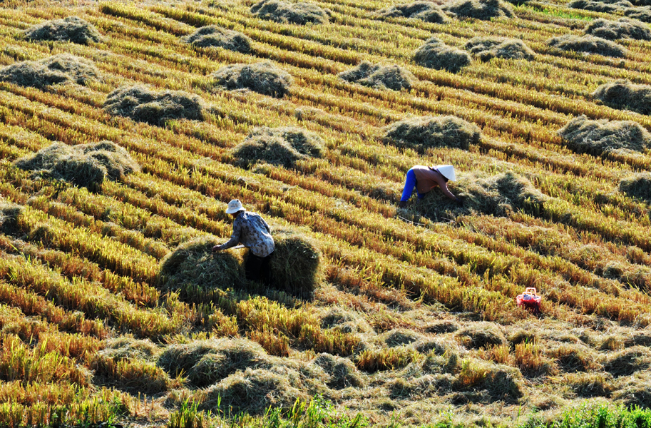 Cuối vụ gặt tại cánh đồng Phước Lộc, huyện Đông Hòa