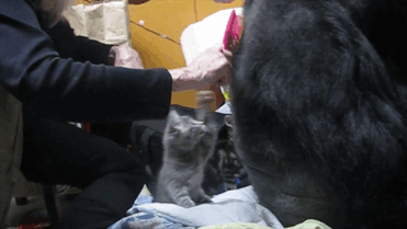 Koko bên 2 chú mèo con nó nhận nuôi - Ảnh: BoredPanda