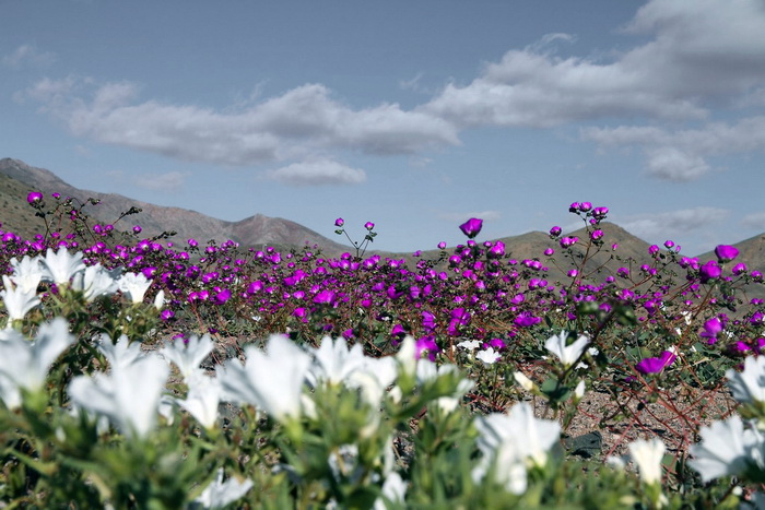 Ngất ngây mùa hoa nở hiếm hoi ở sa mạc Atacama