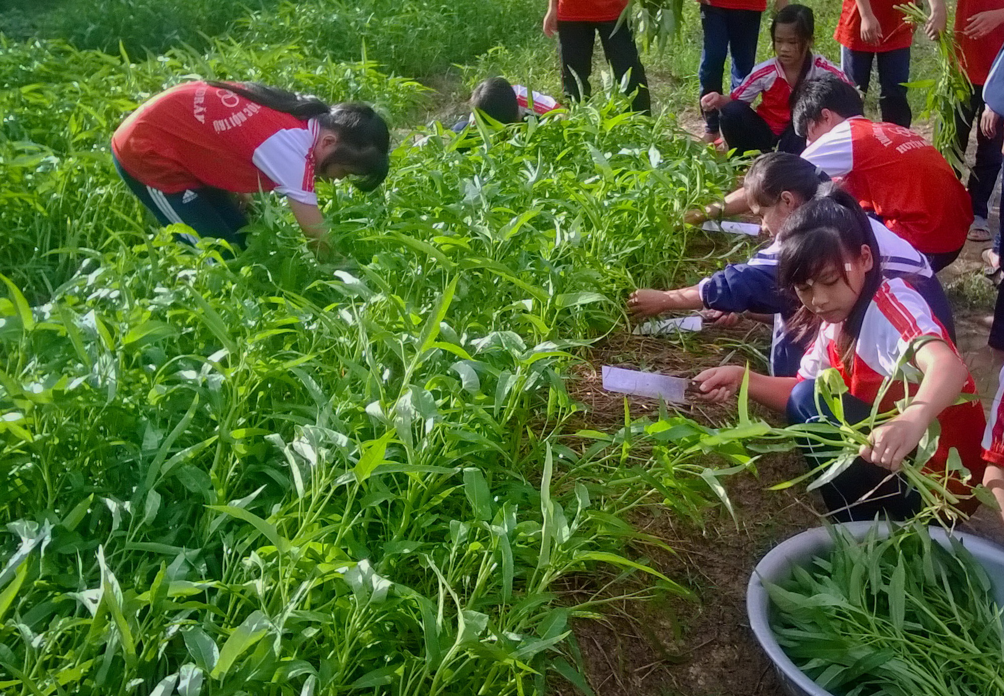 Từ vài luống rau tự phát, thầy trò Trường phổ thông Dân tộc nội trú M’Đrắk (xã Cư Mta, huyện M’Đrắk, tỉnh Đắk Lắk) đã nhân rộng thành một vườn rau sạch với diện tích hơn 400m2 - Ảnh: Như Ý