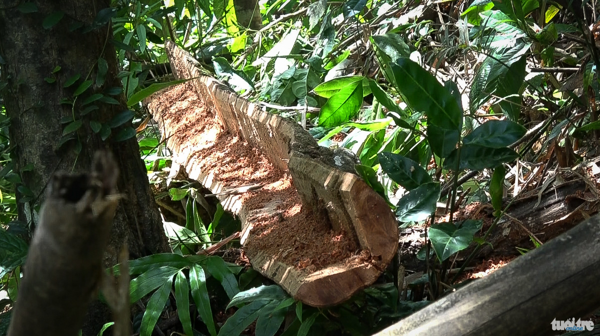 Có cây gỗ nhỏ bị đốn hạ, được lâm tặc moi xẻ lấy lõi gỗ, bỏ phần vỏ nằm lăn lóc bên rừng