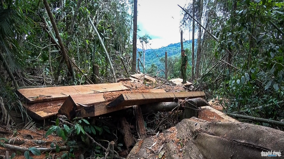 Cận cảnh lâm tặc triệt hạ rừng tự nhiên - Tuổi Trẻ Online