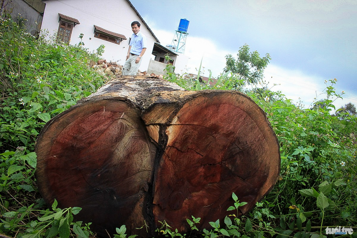 Bên ngoài xưởng gỗ, còn có những cây gỗ hàng trăm năm tuổi bị đốn hạ nằm lăn lóc