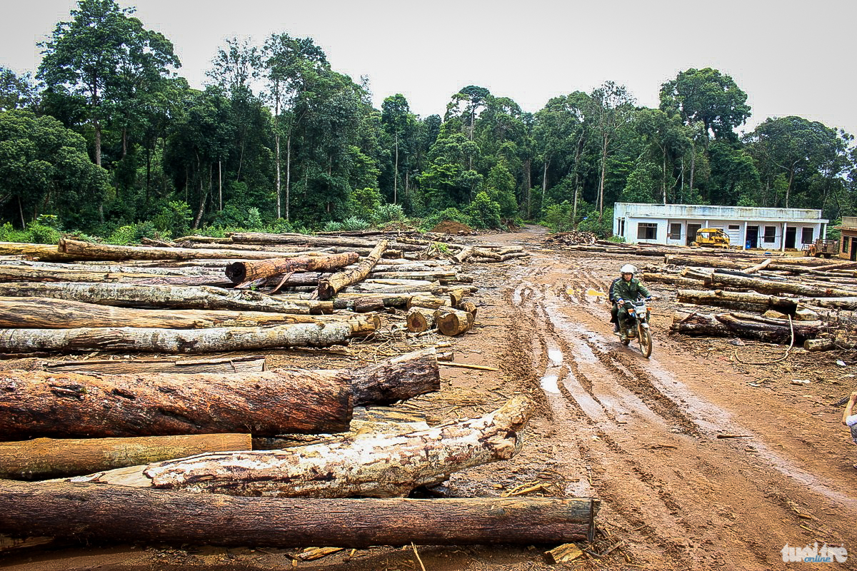 Tổ công tác phát hiện cả một bãi tập kết, khai thác gỗ trái phép tại tiểu khu 398 (xã Lộc Bắc). Hàng trăm cây lớn nhỏ bị đốn hạ, rất nhiều cây không có dấu xác nhận của kiểm lâm