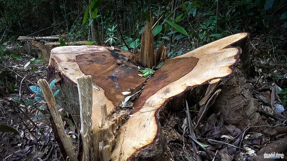 Nhiều gỗ lớn “mấy người ôm” trong rừng sâu thuộc tiểu khu 390 (xã Lộc Bắc) bị lâm tặc đốn hạ khắp rừng. Theo tổ công tác Bộ Công an nhận định, những loại gỗ này có tuổi đời từ 100 năm trở lên