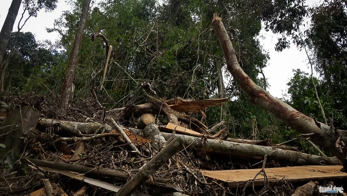 Không chỉ gỗ to, những cây gỗ dạng vừa và nhỏ cũng bị chặt phá, đốn hạ tan nát