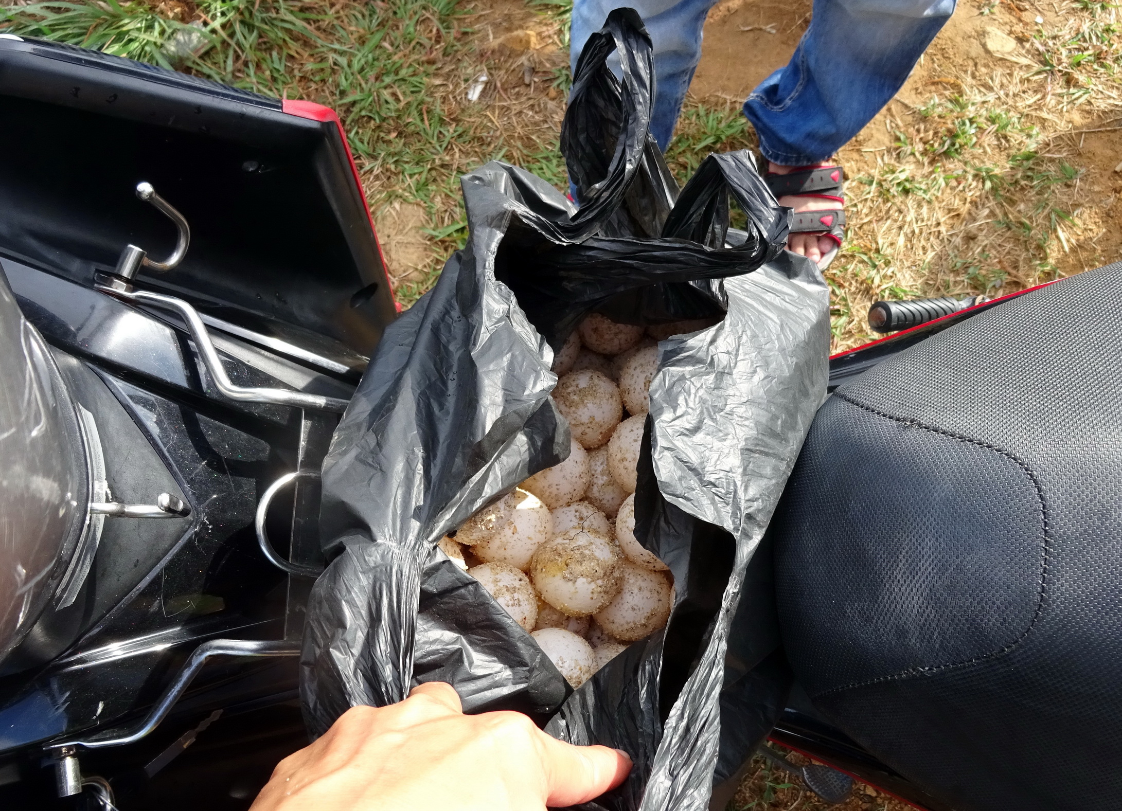 116 quả trứng vích do Tân lấy trộm để trên xe máy - Ảnh do hạt kiểm lâm Vườn quốc gia Côn Đảo cung cấp