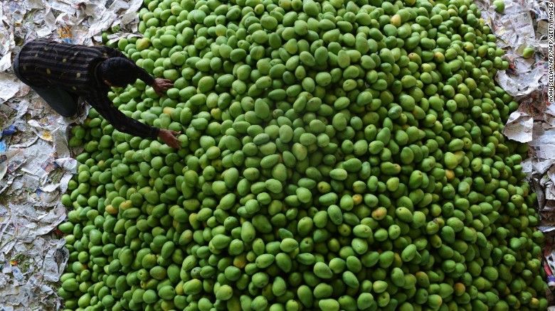 Một nông dân Ấn Độ đang kiểm tra chất lượng quả xoài ở Hyderabad hồi tháng 4-2016 – ảnh: AFP