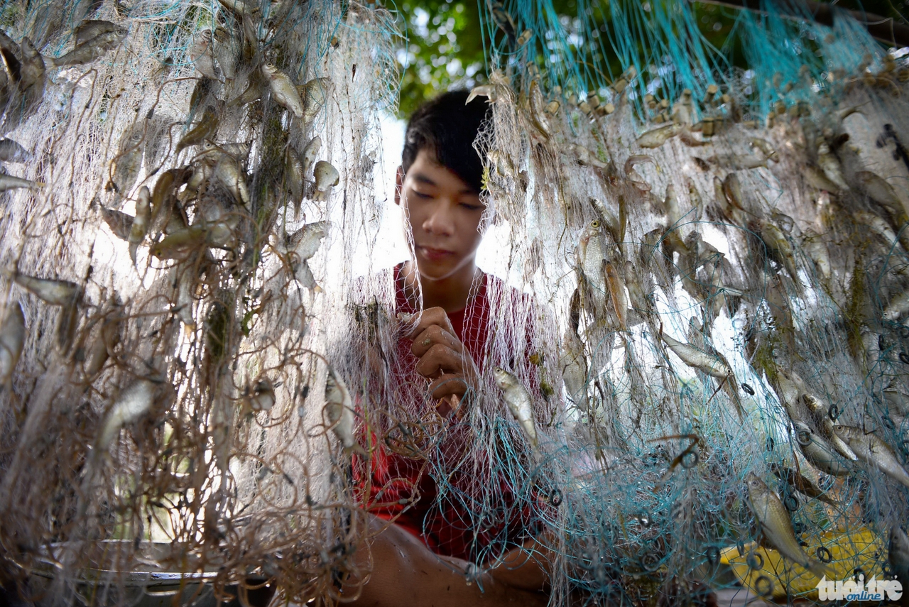 Em Nguyễn Thành Công (xã Vĩnh Tế, TP Châu Đốc, An Giang) phụ gia đình gỡ một tay lưới dính dầy cá linh - Ảnh: Hữu Khoa