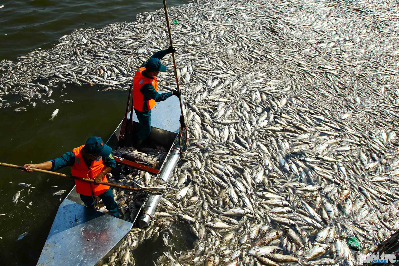Công nhân môi trường đô thi Hà Nội đang vớt xác cá chết tại Hồ Tây, do môi trường nước bị ô nhiễm nghiêm trọng đã khiến hơn 200 tấn cá Hồ Tây bị chết - Ảnh: NGUYỄN KHÁNH