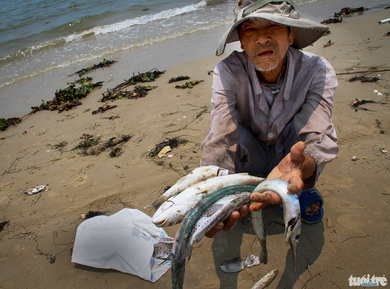Formosa xả thải trái phép xuống biển gây cá chết hàng loạt ở các tỉnh miền trung. Trong ảnh: Ông Nguyễn Hữu Thành (60 tuổi, trú xã Lộc Thủy, huyện Phú Lộc) đi lượm cá chết dạt vào bờ biển hồi tháng 4-2016 - Ảnh: NHẬT LINH