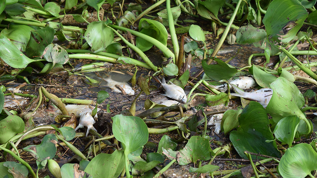 Cá chết trên sông Sài Gòn được người dân vớt lên với đủ loại lớn nhỏ - Ảnh: B.L