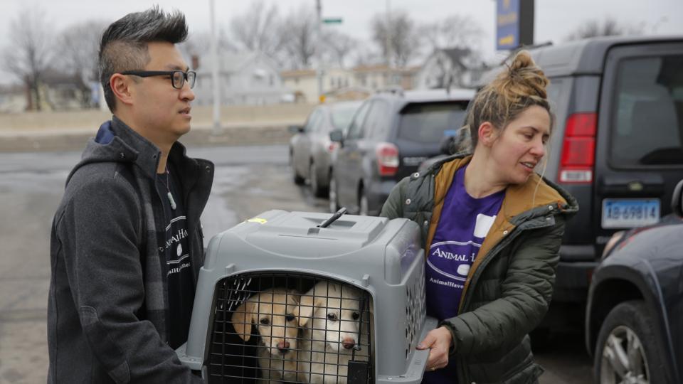 Hai chú chó được chuyển lên xe về nhà mới ở phi trường Kennedy, thành phố New York - ảnh: Humane Society International