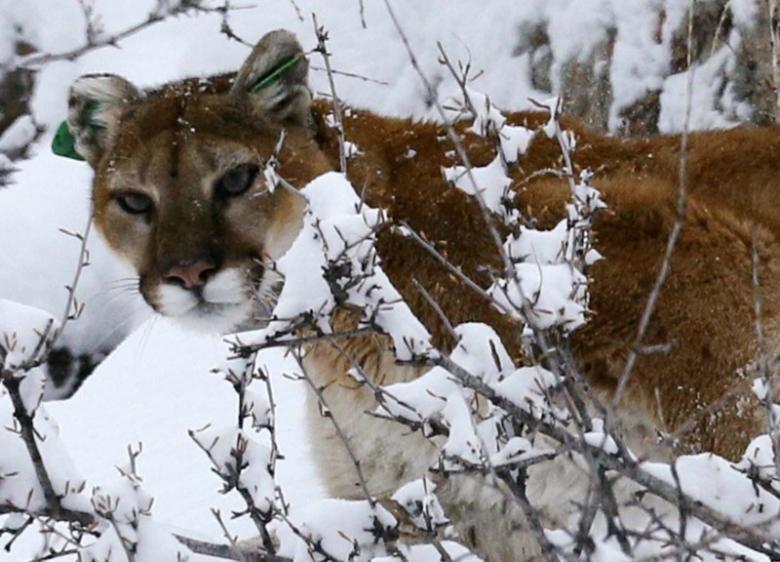 Một con sư tử núi băng qua cánh đồng tuyết ở Colorado - Ảnh: Reuters