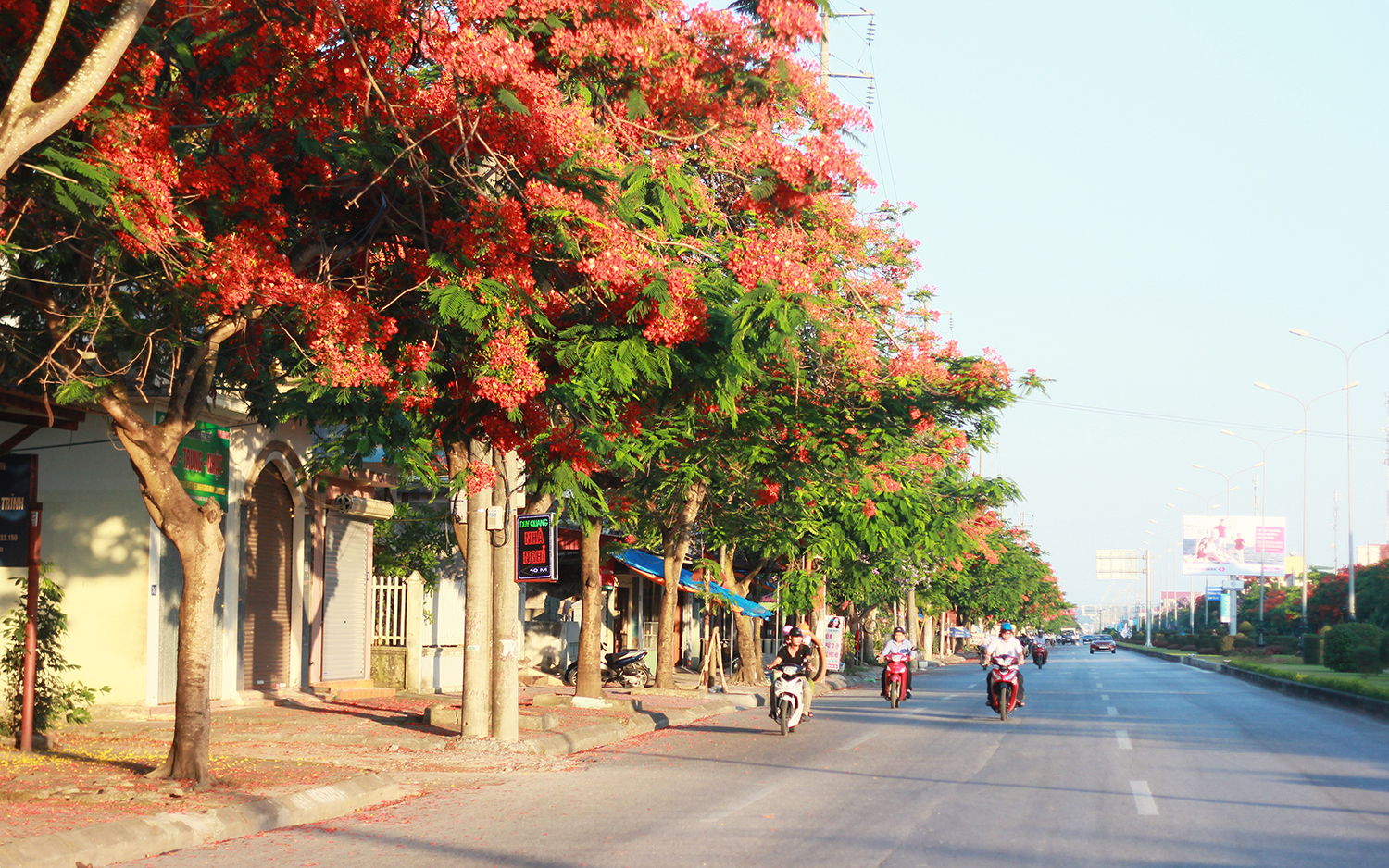Những tán hoa phượng rực rỡ trên tuyến đường Phạm Văn Đồng nở vào đầu hè năm 2016 đến nay không còn nữa - Ảnh: Tiến Thắng