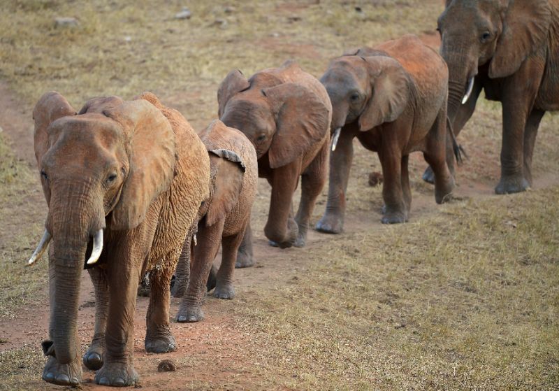 Hình ảnh những con voi ở châu Phi - Ảnh: AFP