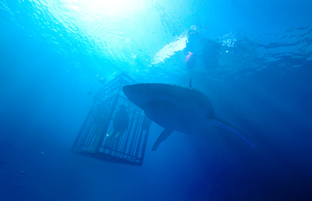 Nan cá mập, phim cá mập là những bộ phim đầy kịch tính và mạo hiểm. Hãy trải nghiệm cảm giác giật mình cùng với những cảnh chạy trốn, săn đuổi và khám phá thế giới đầy bí ẩn của loài cá mập trong hình ảnh đặc sắc này.