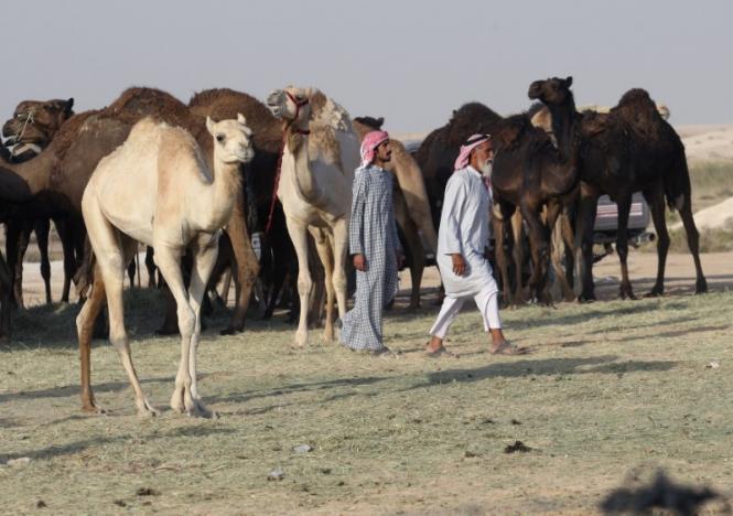 Những người đàn ông Qatar đưa lạc đà về nước ngày 20-6 - Ảnh: Reuters