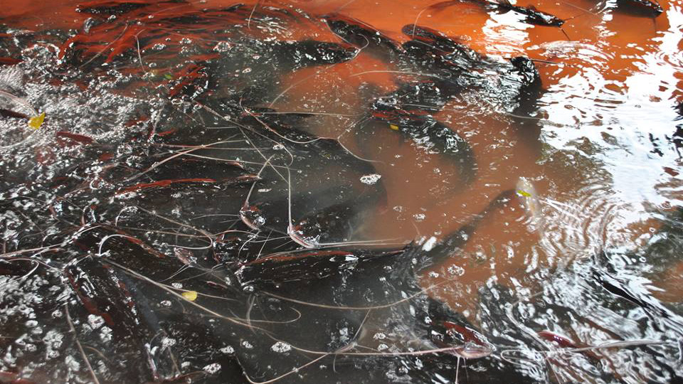 Cá lăng nuôi lồng  của các hộ dân trên lòng hồ Suối Giai thuộc xã Tân Lập, huyện Đồng Phú, tỉnh Bình Phước bất ngờ chết hàng loạt - Ảnh: B.L